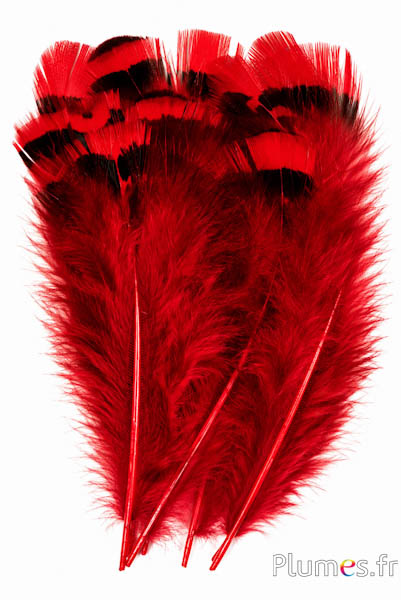 Fagiano Lady Armherst - 6-8 cm - rosso-nero